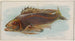 Poisson noir - Allen Ginter — näkymä teoksesta