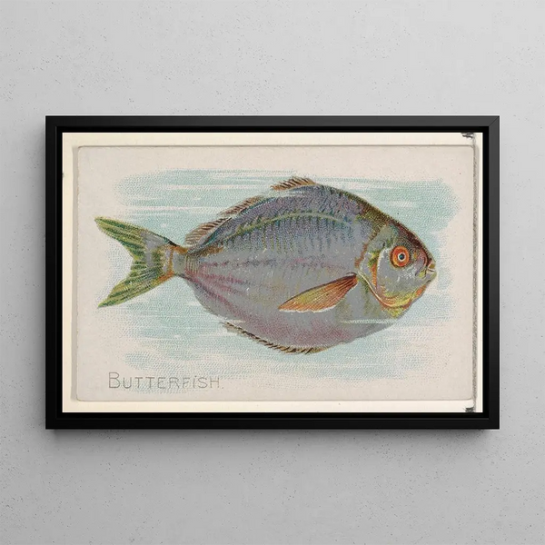Poisson-butter - Allen Ginter — kehystetty taideteos seinällä