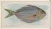 Poisson-butter - Allen Ginter — näkymä teoksesta