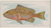 Grouper - Allen Ginter — näkymä teoksesta