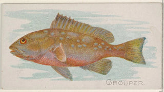 Allen Ginter - Grouper.webp