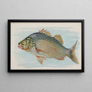 Allen Ginter - Perch.webp