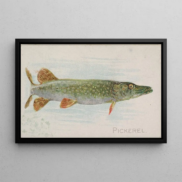 Brochet - Allen Ginter — kehystetty taideteos seinällä