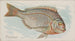 Porgy-maalaus - Allen Ginter — näkymä teoksesta