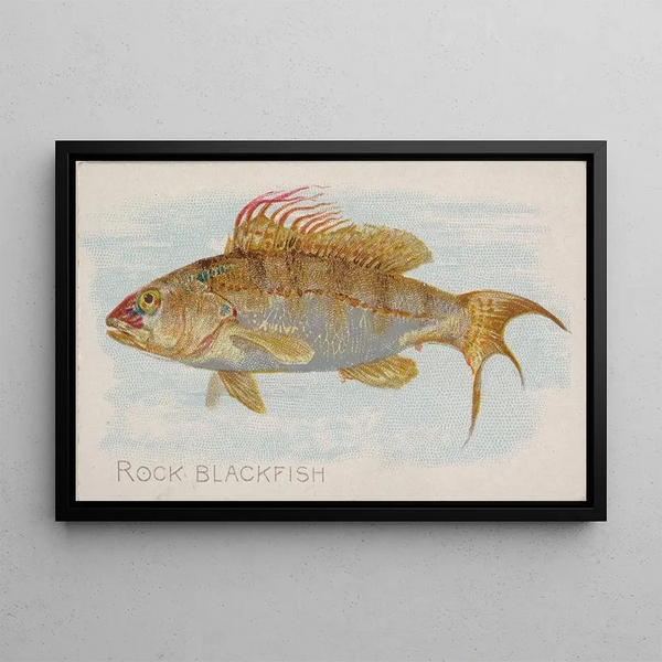 Allen Ginter - Rock Blackfish.webp