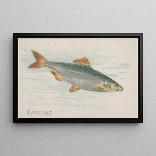 Allen Ginter - Sardine.webp