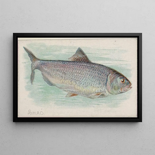 Allen Ginter - Shad.webp