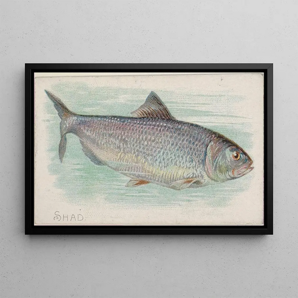 Allen Ginter - Shad.webp