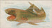 Requin-maalaus - Allen Ginter — näkymä teoksesta