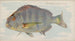 Sheepshead - Allen Ginter — näkymä teoksesta
