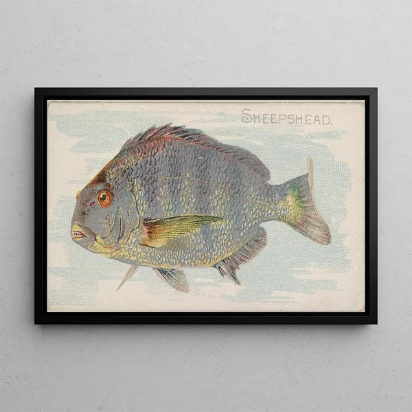 Sheepshead - Allen Ginter — kehystetty taideteos seinällä