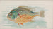 Poisson-lune - Allen Ginter — näkymä teoksesta