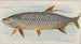 Tarpon - Allen Ginter — näkymä teoksesta