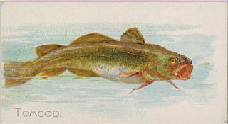 Allen Ginter - Tomcod.webp