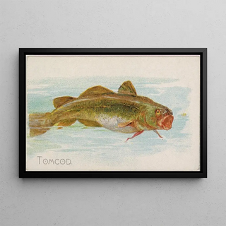 Allen Ginter - Tomcod.webp
