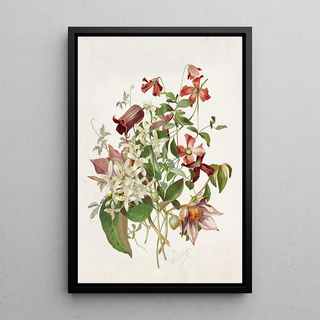 Alois Lunzer - Clematis.webp