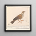 Alouette Alaudidae - Anselmus Botius de Boodt — kehystetty taideteos seinällä