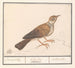 Alouette Alaudidae - Anselmus Botius de Boodt — näkymä teoksesta