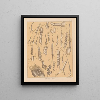 Alpheus Spring Packard - The cave fauna of North America Pl 03.webp