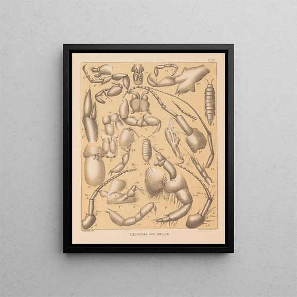 La faune des grottes d'Amérique du Nord Pl 04 - Alpheus Spring Packard — kehystetty taideteos seinällä
