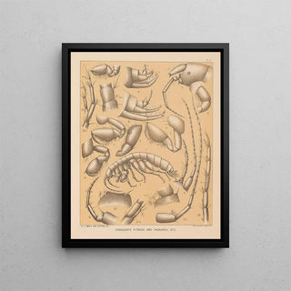 Alpheus Spring Packard - The cave fauna of North America Pl 05.webp