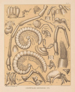 Alpheus Spring Packard - The cave fauna of North America Pl 06.webp