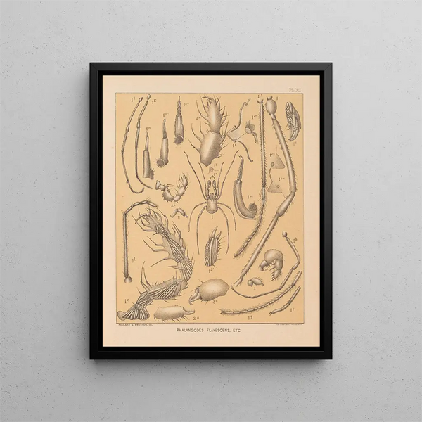 La faune des grottes d'Amérique du Nord Pl 12 - Alpheus Spring Packard — kehystetty taideteos seinällä