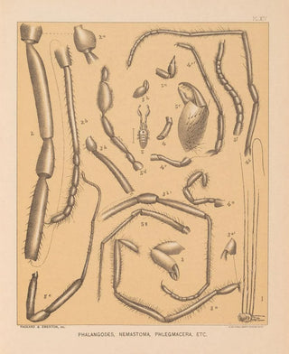 Alpheus Spring Packard - The cave fauna of North America Pl 14.webp