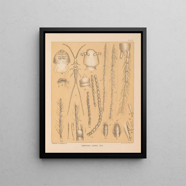 La faune des grottes d'Amérique du Nord Pl 17 - Alpheus Spring Packard — kehystetty taideteos seinällä