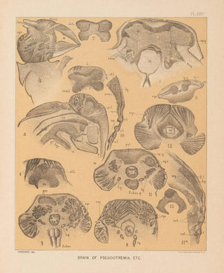 Alpheus Spring Packard - The cave fauna of North America Pl 24.webp