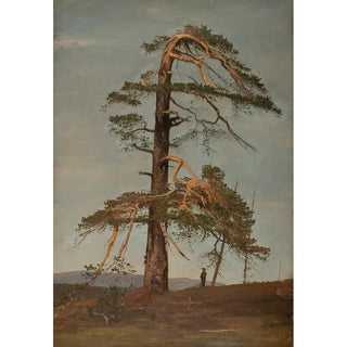 Amaldus Nielsen - Furu Vingersheia Telemark.webp