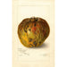 Annona reticulata - Amanda Almira Newton — näkymä teoksesta