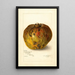 Annona reticulata - Amanda Almira Newton — kehystetty taideteos seinällä