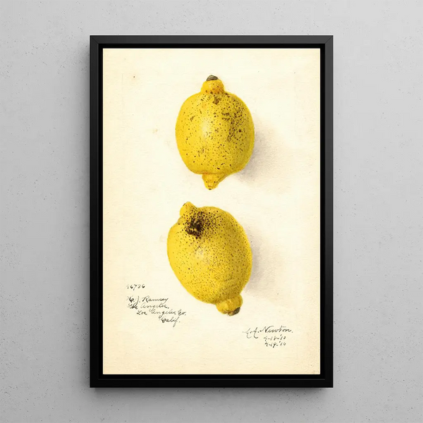 Citrus aurantiifolia - Amanda Almira Newton — kehystetty taideteos seinällä