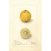 Citrus aurantiifolia Giant - Amanda Almira Newton — näkymä teoksesta
