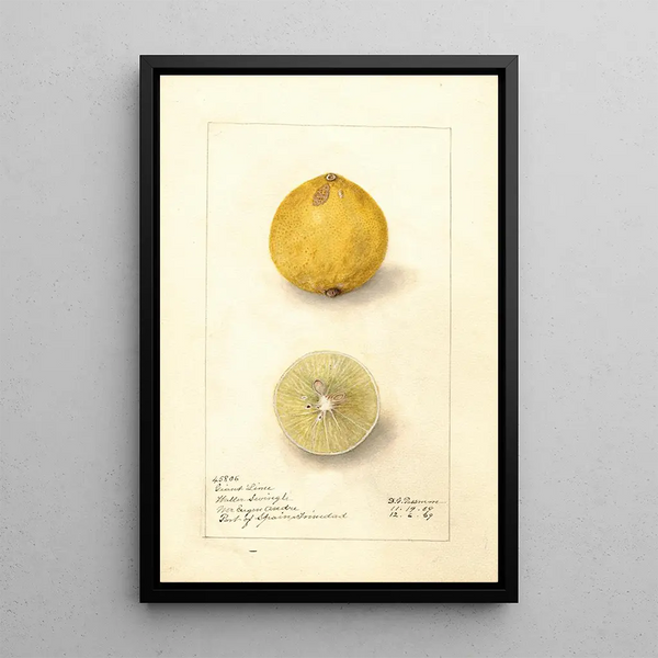 Citrus aurantiifolia Giant - Amanda Almira Newton — kehystetty taideteos seinällä
