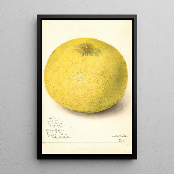 Maalauksen jäljennös Citrus grandis 11668 Suuri - Amanda Almira Newton