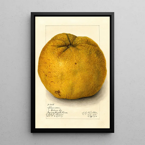 Citrus grandis Alamoen - Amanda Almira Newton — kehystetty taideteos seinällä