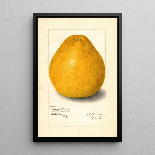 Maalauksen jäljennös Citrus grandis kiinalainen - Amanda Almira Newton