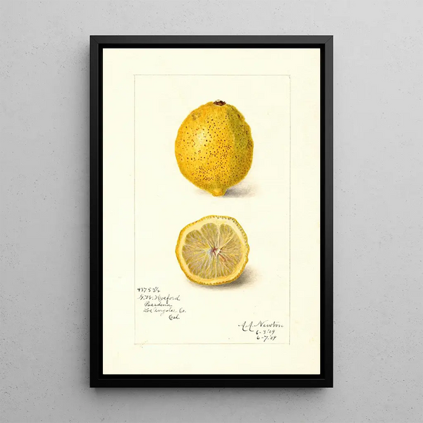 Maalauksen jäljennös Citrus limon - Amanda Almira Newton