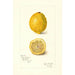 Maalauksen jäljennös Citrus limon - Amanda Almira Newton