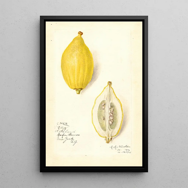 Maalauksen jäljennös Citrus limon Etrog - Amanda Almira Newton