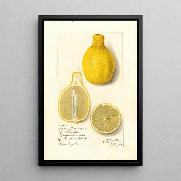 Citrus limon Lisbon - Amanda Almira Newton — kehystetty taideteos seinällä