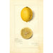 Maalauksen jäljennös Citrus limon Villa France - Amanda Almira Newton