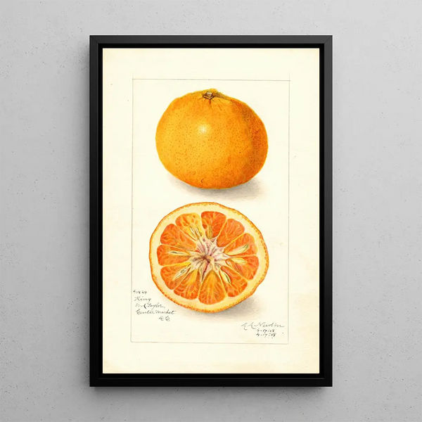 Maalauksen jäljennös Citrus nobilis King - Amanda Almira Newton