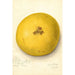 Citrus paradisi - Amanda Almira Newton — näkymä teoksesta