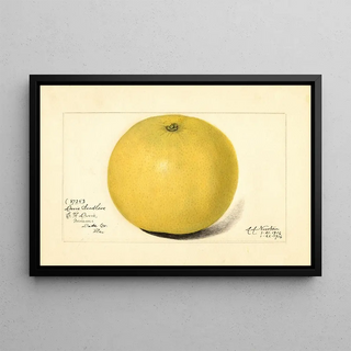 Amanda Almira Newton - Citrus paradisi Davis Seedless.webp