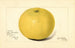 Citrus paradisi Davis Seedless - Amanda Almira Newton — näkymä teoksesta