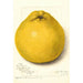 Maalauksen jäljennös Citrus paradisi Marsh Seedless - Amanda Almira Newton