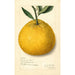 Citrus paradisi Natsumikan - Amanda Almira Newton — näkymä teoksesta